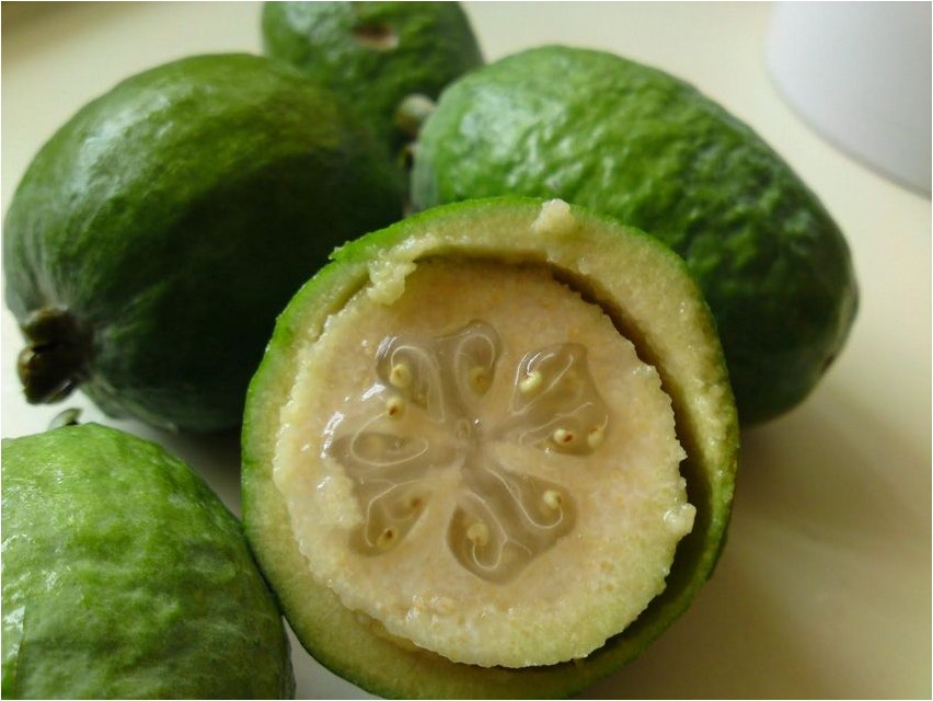 Feijoa Feijoa