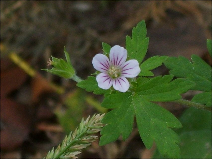 Geranium Siberi kurereha