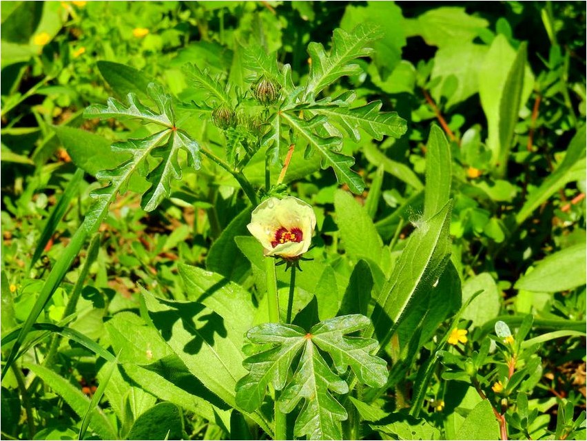 Гибискус тройчатый гибискус Hibiscus trifoliata