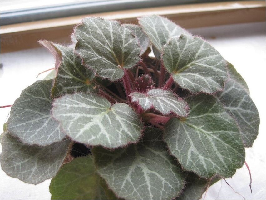 Камнеломка побегоносная камнеломка Saxifraga saxifrage