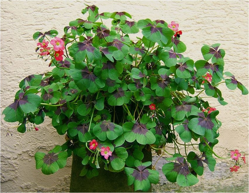 Кислица Деппе деппе Oxalis Deppe Deppe