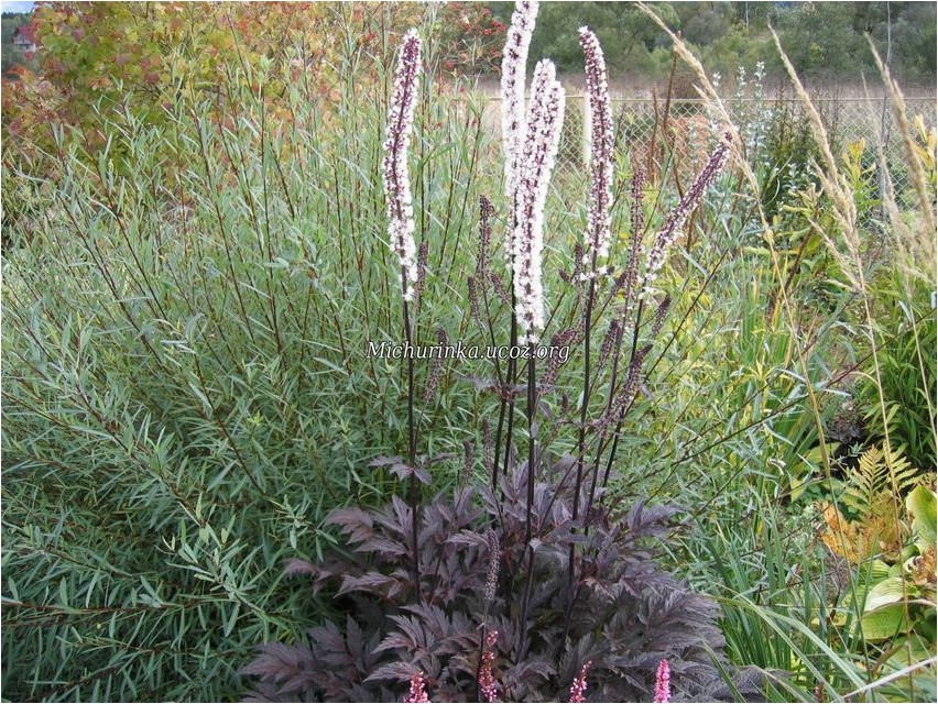 Must cohosh stinky black cohosh