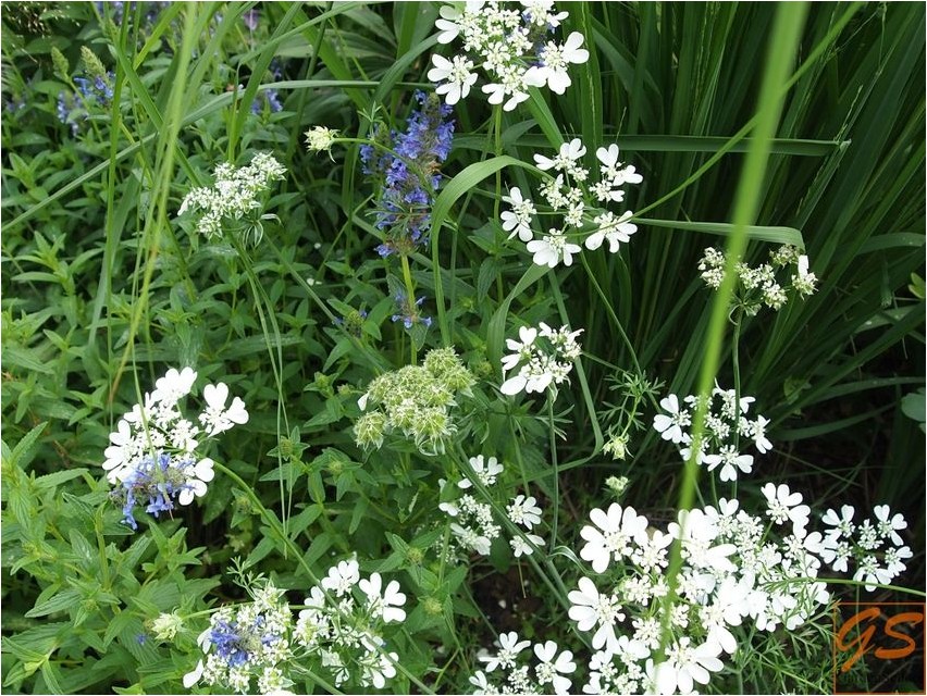 Orlaya grandiflora orlaya