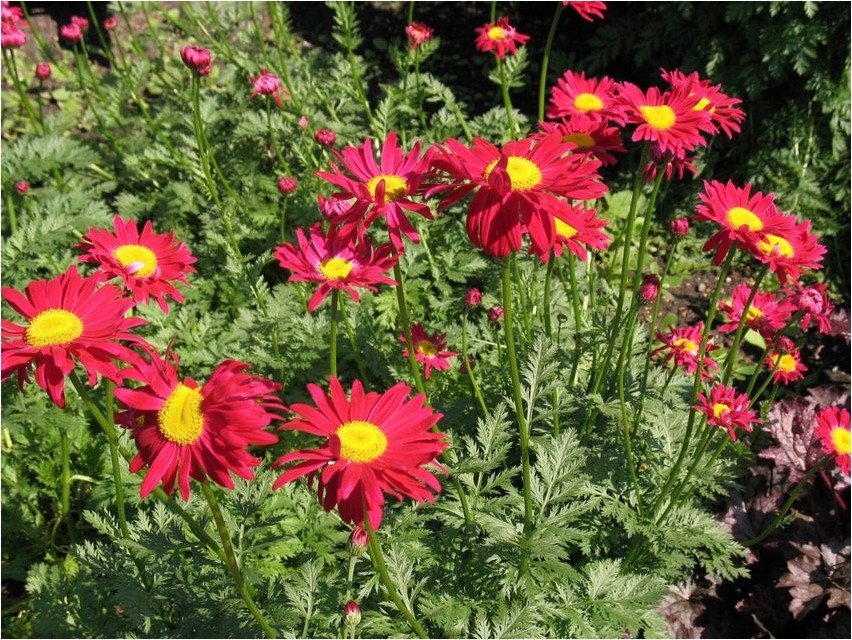 Pyrethrum rotes Pyrethrum