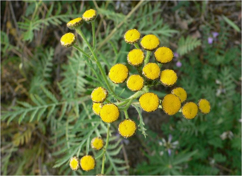 Пижма северная пижма Tansy northern tansy