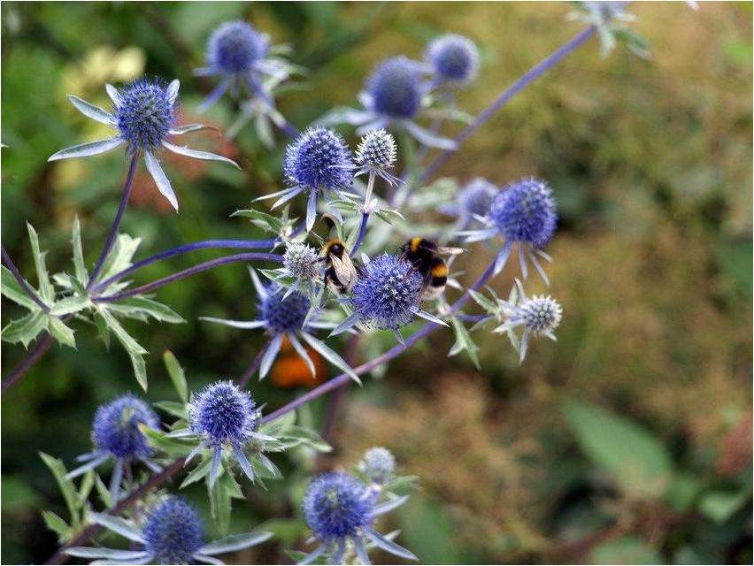 Distel Distel