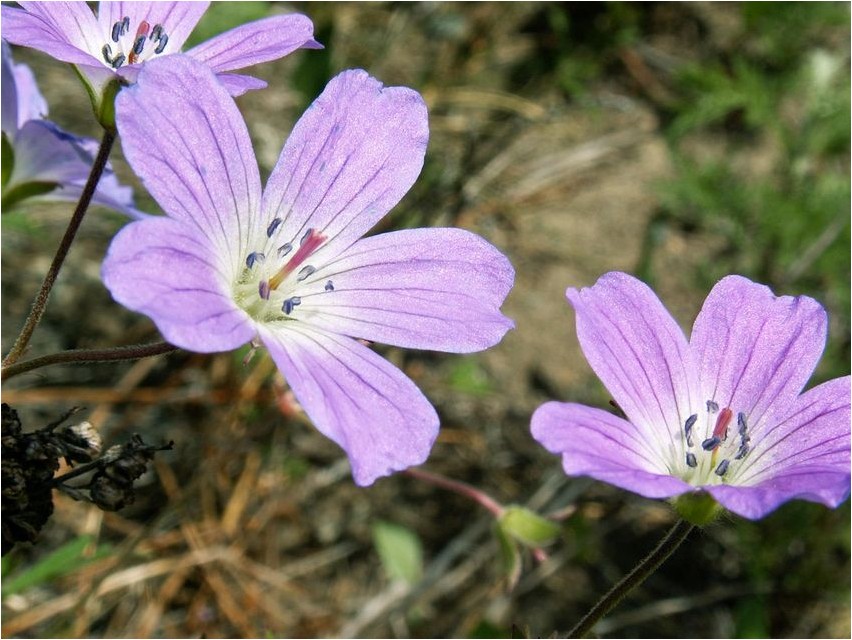 Geranium vale Siberi pelargoon