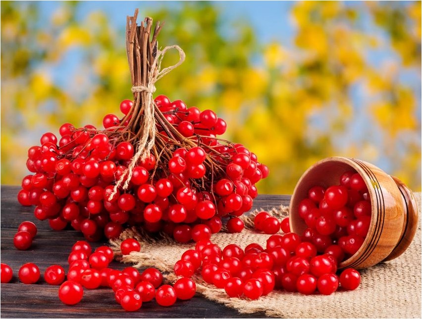Viburnum viburnum