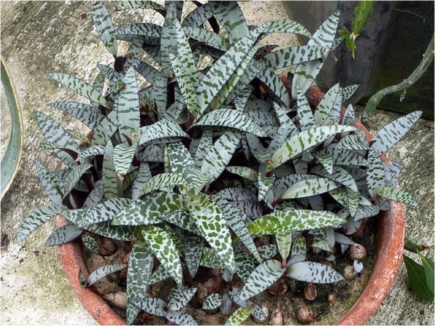 Ledeburia ledeburia