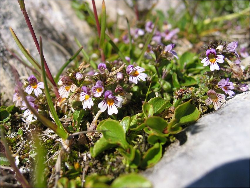 Eyebright rostkovius rostkovius