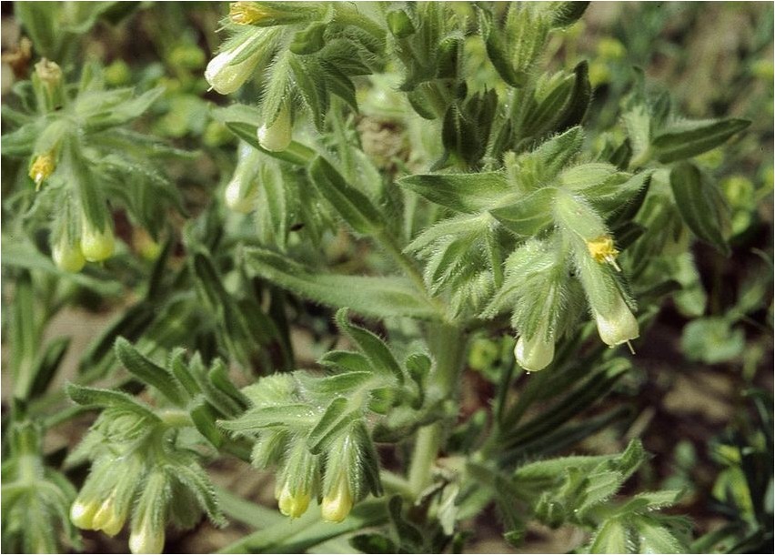 Onosma transurales Onosma