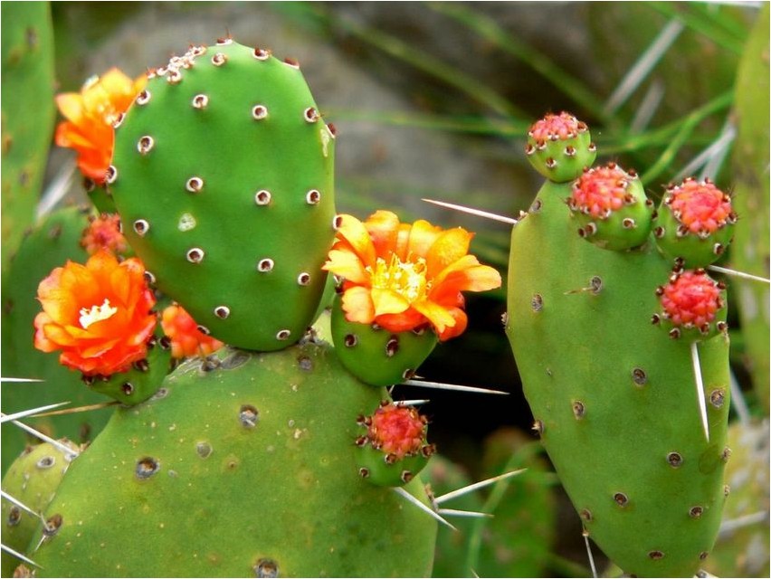 Опунция опунция prickly pear