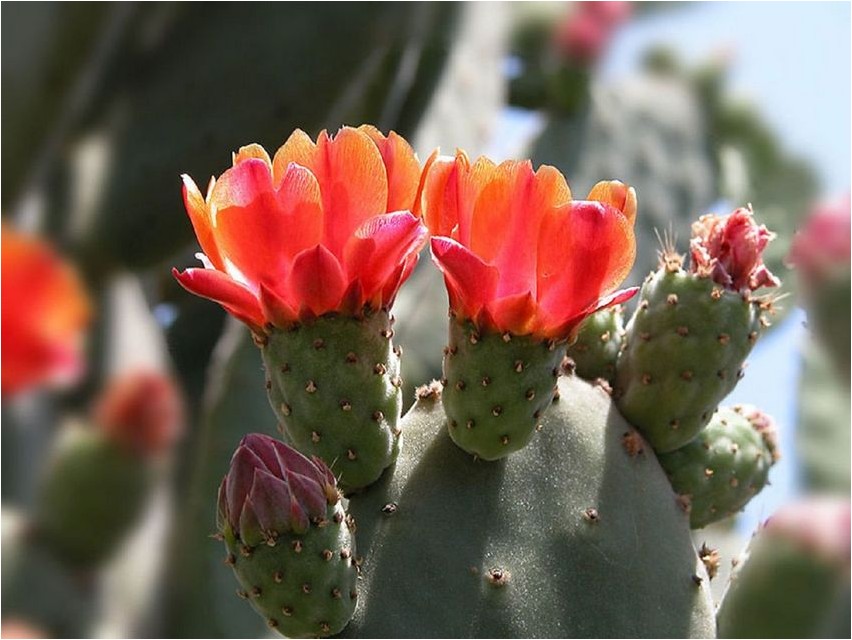 Опунция опунция prickly pear