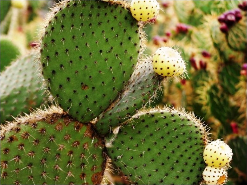 Опунция опунция prickly pear