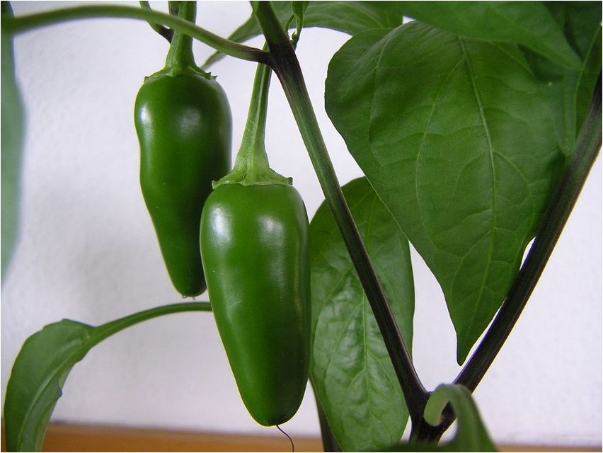 Jalapeno-Chilischote