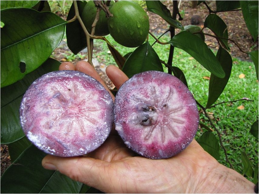 Звездное яблоко яблоко Star apple