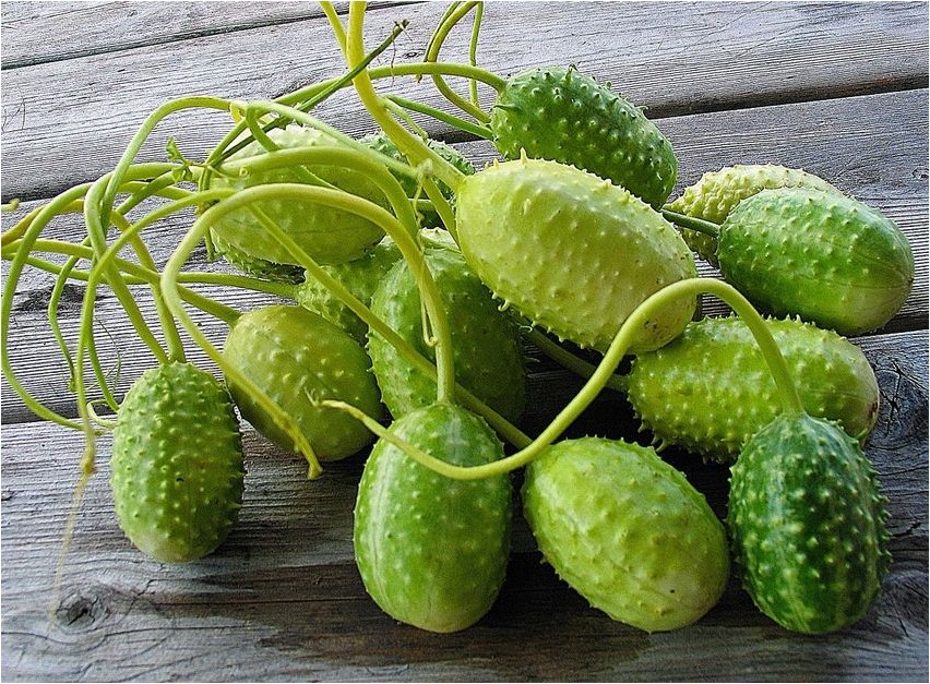 Anguria Anguria