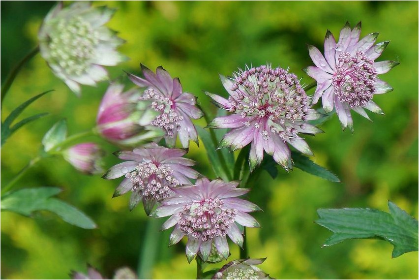 Астранция астранция Astrantia astrantia