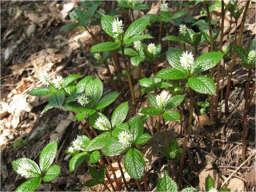 Chloranthus chloranthus
