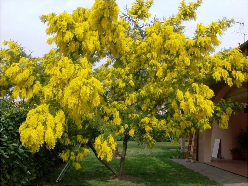 Caragana caragana
