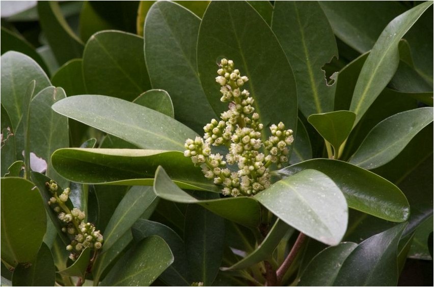 Corynocarpus smooth Corynocarpus