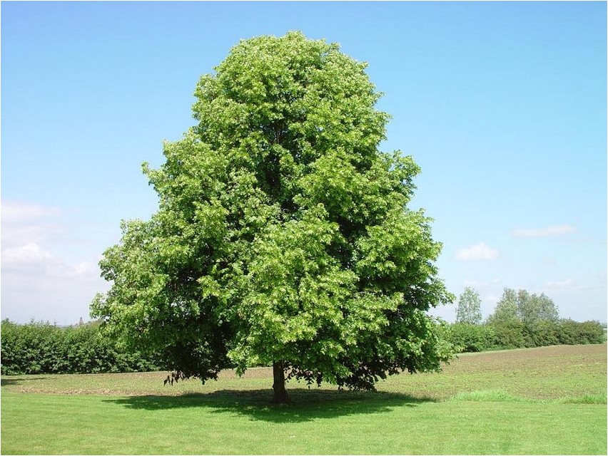 Linden linden