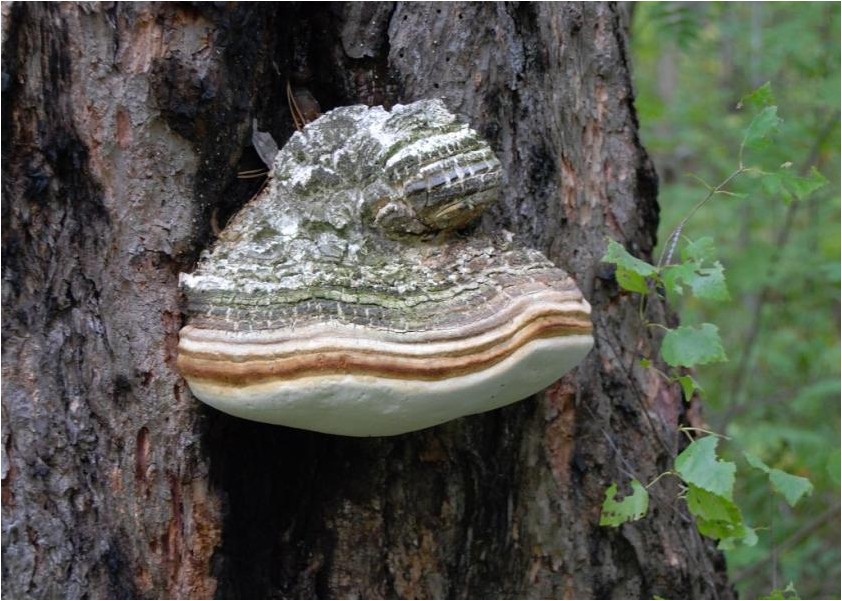 лиственничная, губка лиственничная, губка