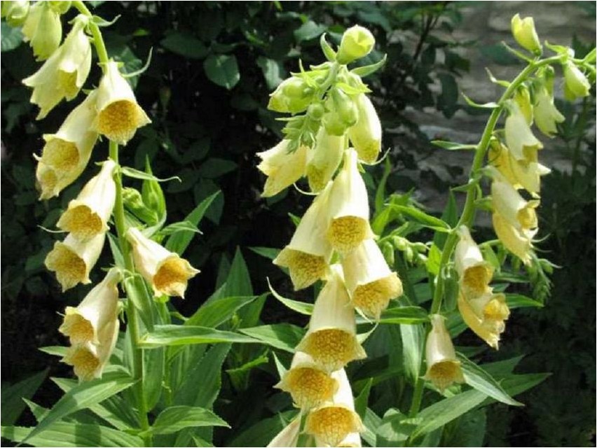 Foxglove grandiflora rebashein