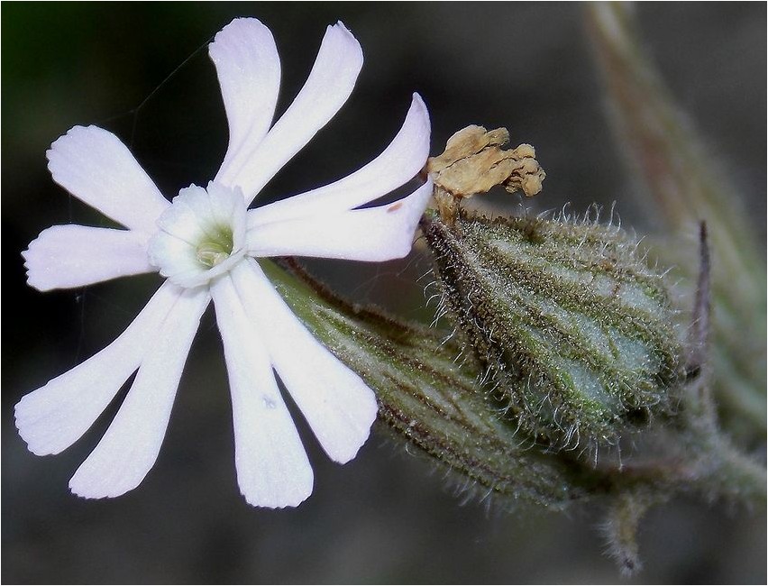Smolevka noctiflora resinum