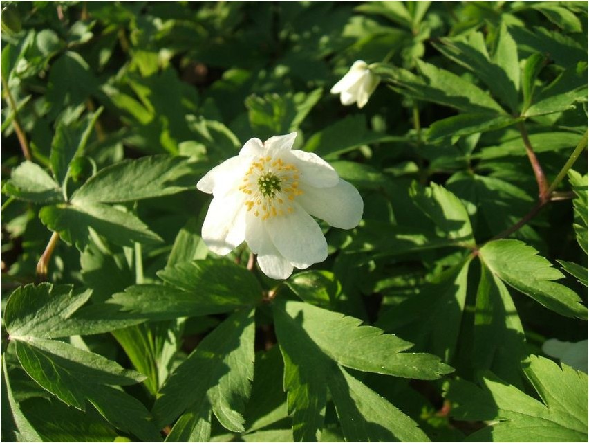 Ветреница белая ветреница Anemone valge anemoon