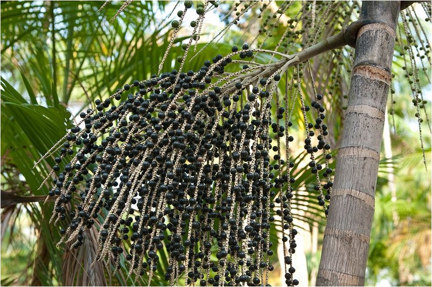 Асаи асаи Acai acai