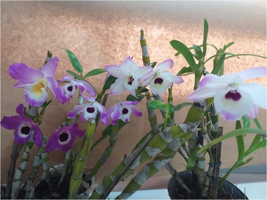 Dendrobium dendrobium