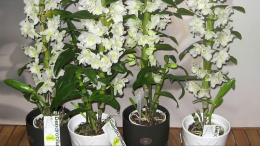 Dendrobium dendrobium