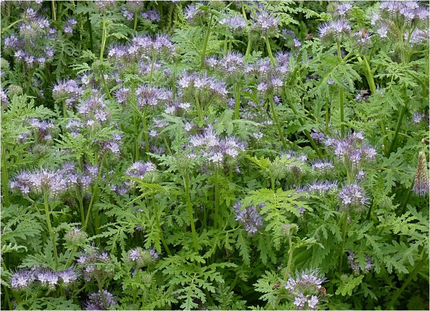 Фацелия фацелия Phacelia phacelia