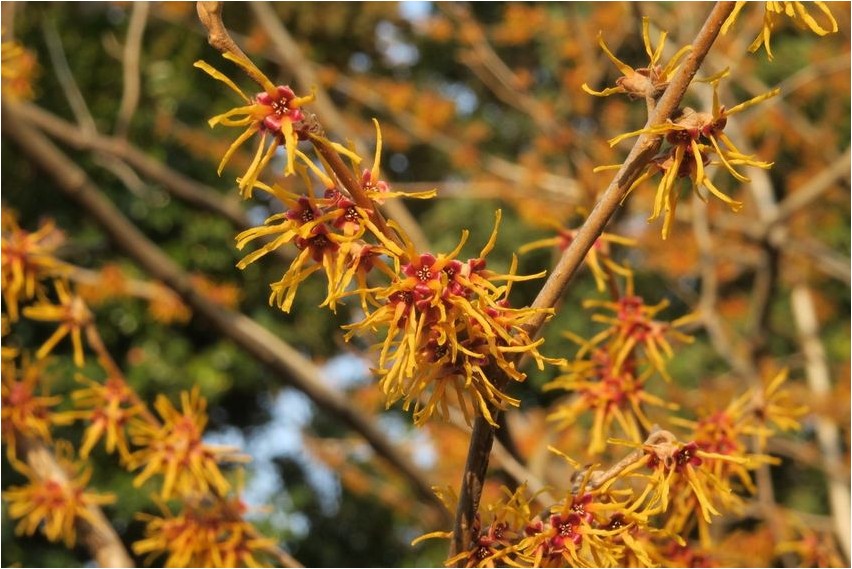 Гамамелис гамамелис Nõiapuu (Hamamelis)
