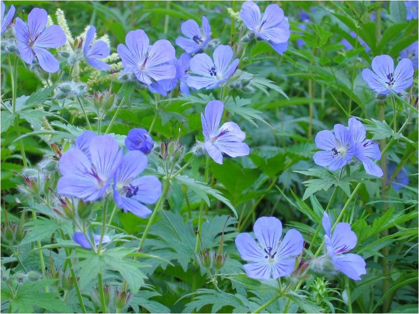 Geranium karvaõieline kurereha