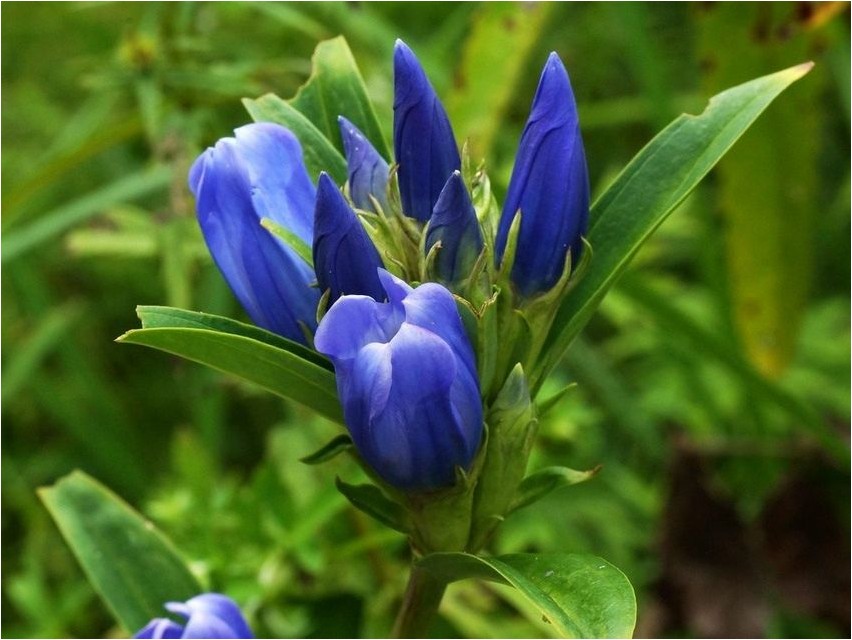Горечавка холодная горечавка Gentian külm emajuur