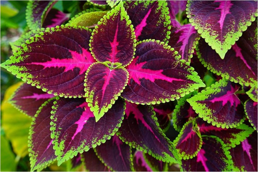 Coleus Coleus