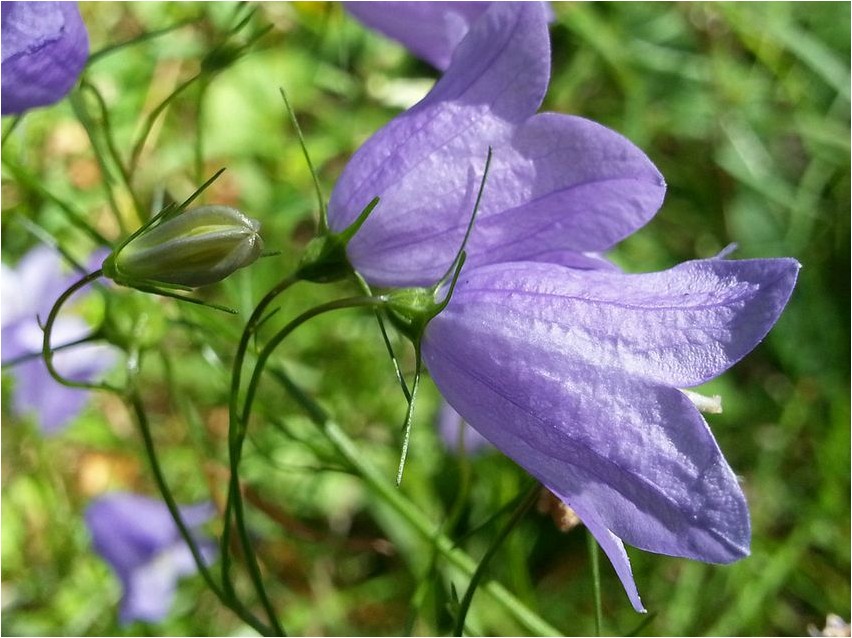 Campanula rotundifolia