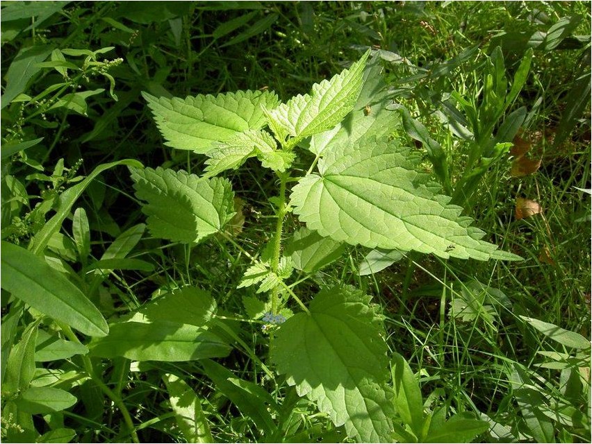 Крапива плосколистная крапива Nettle flat leaf nettle