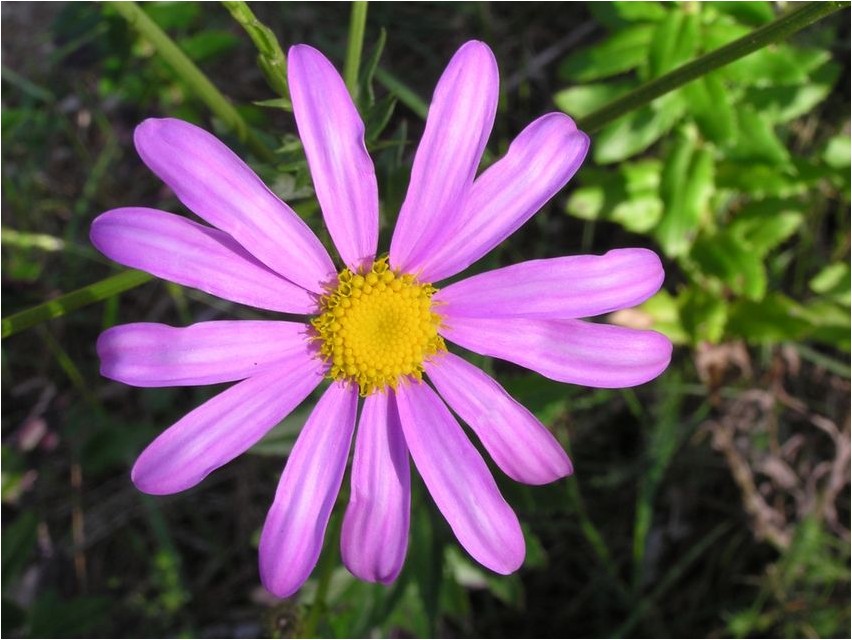Крестовник амбровый крестовник Senecio-Bernstein (Senecio roulianus)