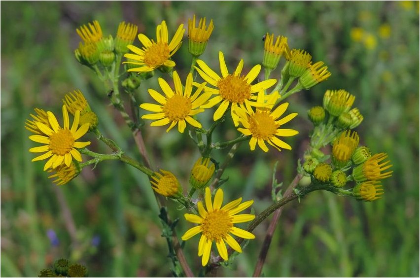 Common ragwort