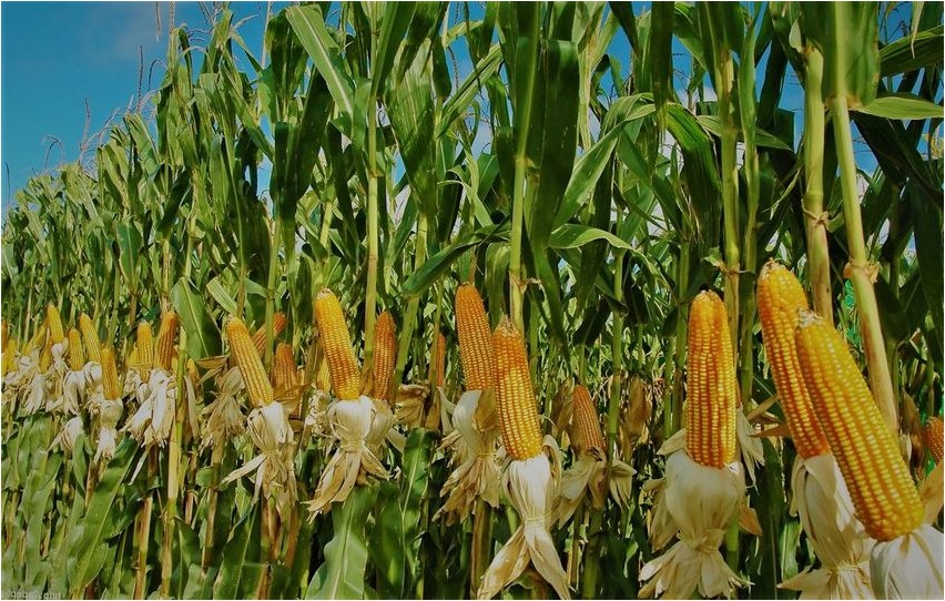Кукуруза кукуруза Mais Mais
