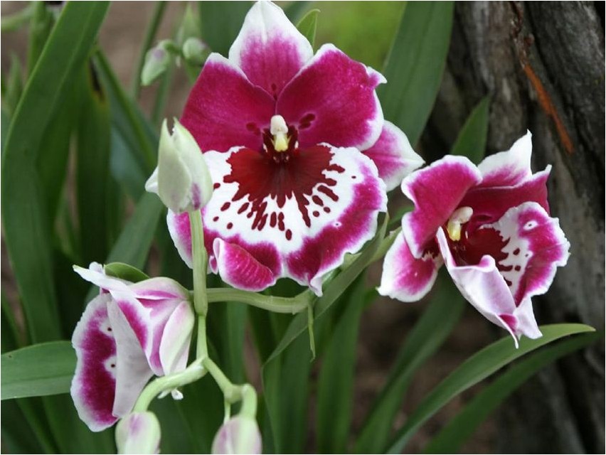 Мильтония мильтония Miltonia Miltonia