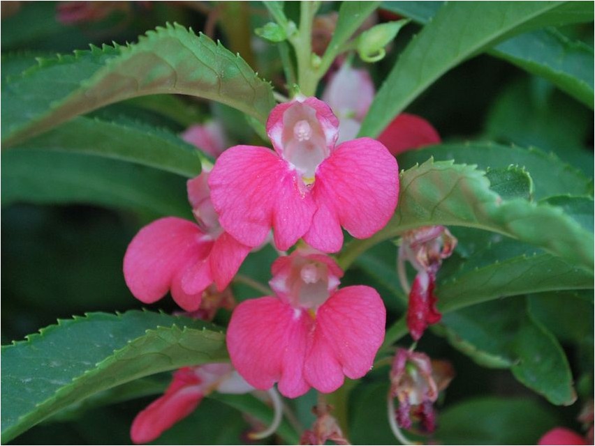 Impatiens impatiens impatiens