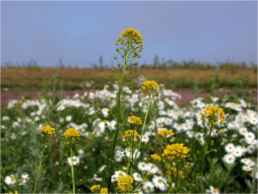 Neslia paniculata Neslia