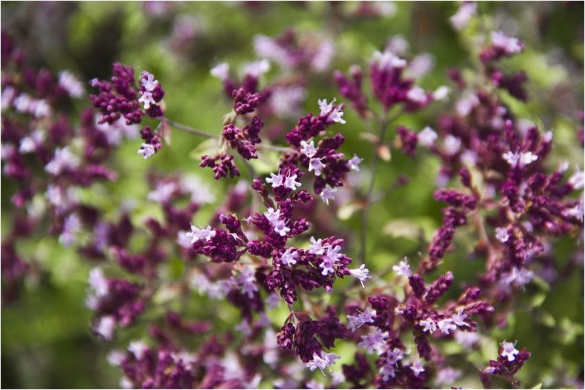 Origanum origanum