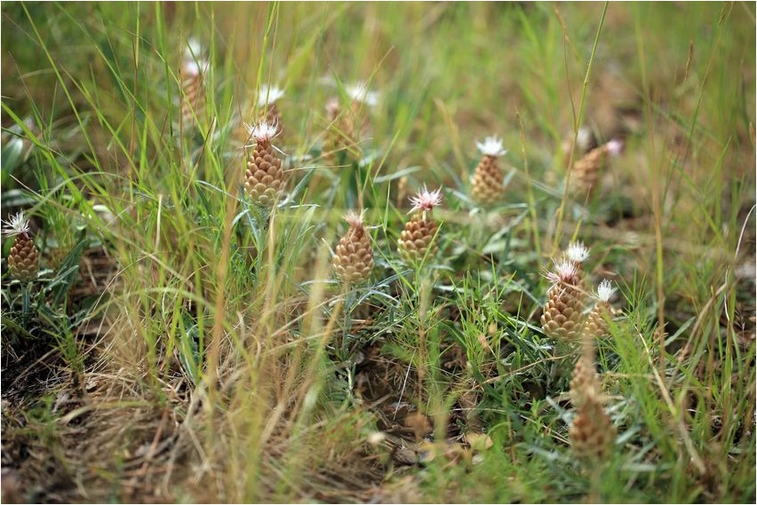 Рапонтикум одноцветковый рапонтикум Rhaponticum monoflorum (Rhaponticum)