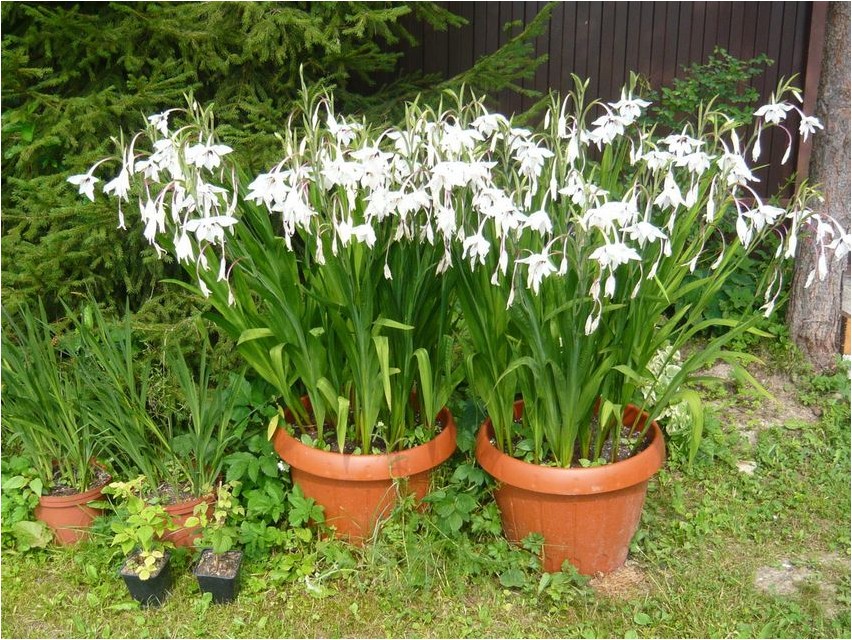 Ацитандера (душистый гладиолус) ацитандера Acitandera (duftende Gladiole) Acitandera