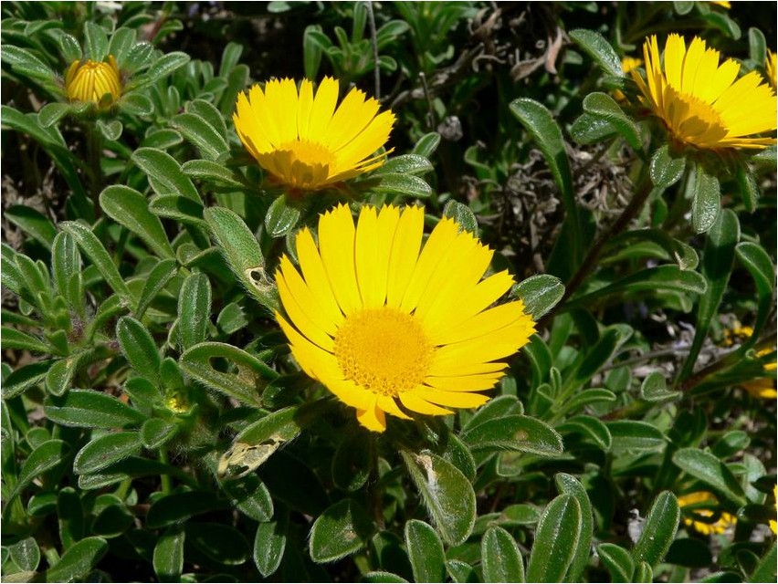 Астерискус астерискус Asteriscus asteriscus